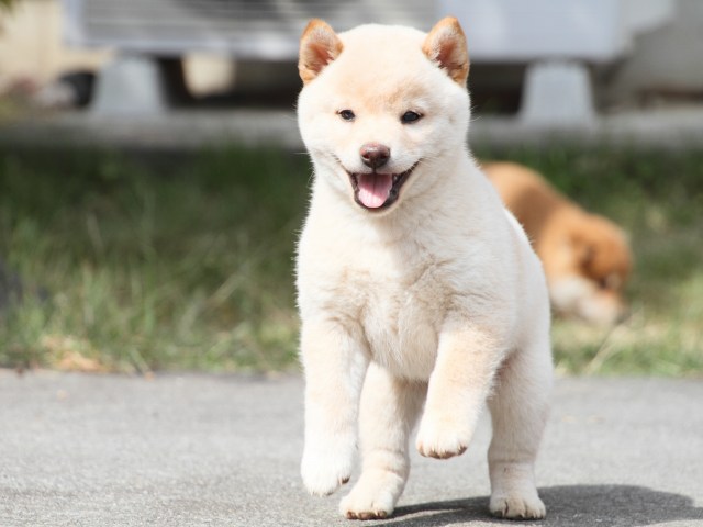 IMG_4058-shiba-puppy
