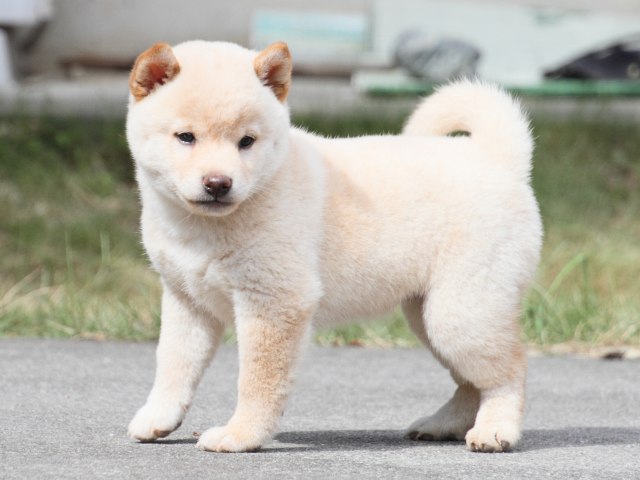 IMG_4082-shiba-puppy