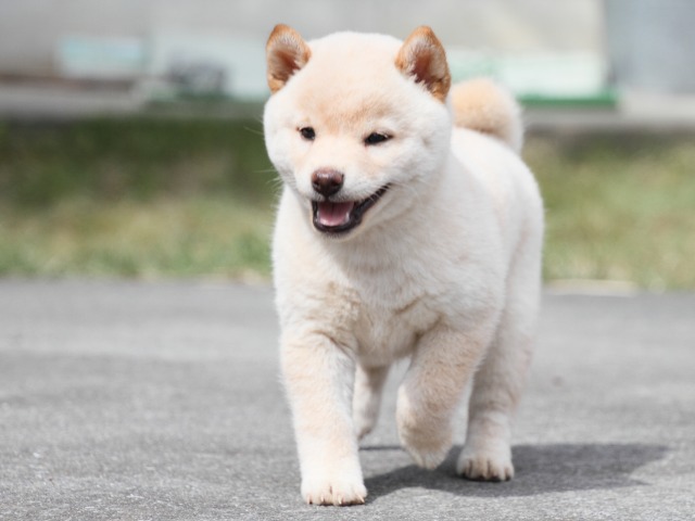 IMG_4109-shiba-puppy