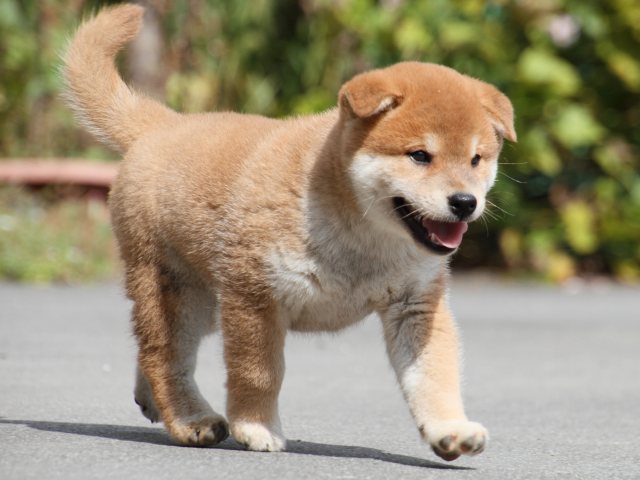IMG_4123-shiba-puppy IMG_4123-shiba-puppy