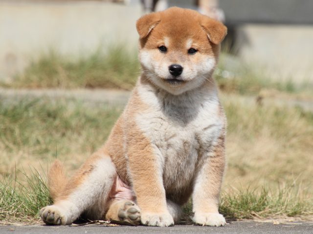 IMG_4145-shiba-puppy IMG_4145-shiba-puppy