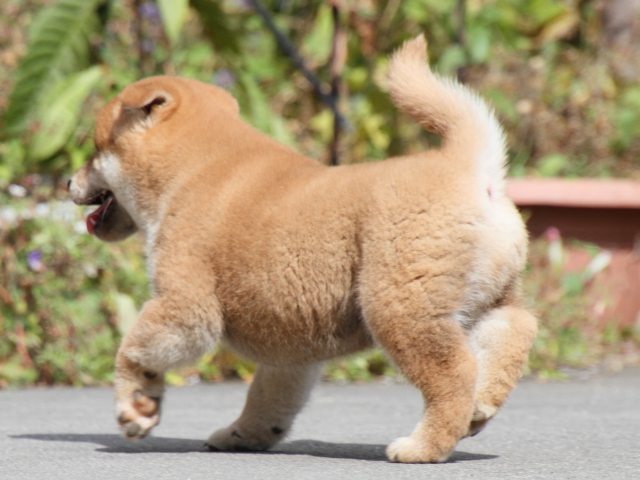IMG_4172-shiba-puppy IMG_4172-shiba-puppy