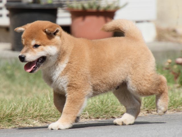 IMG_4176-shiba-puppy IMG_4176-shiba-puppy