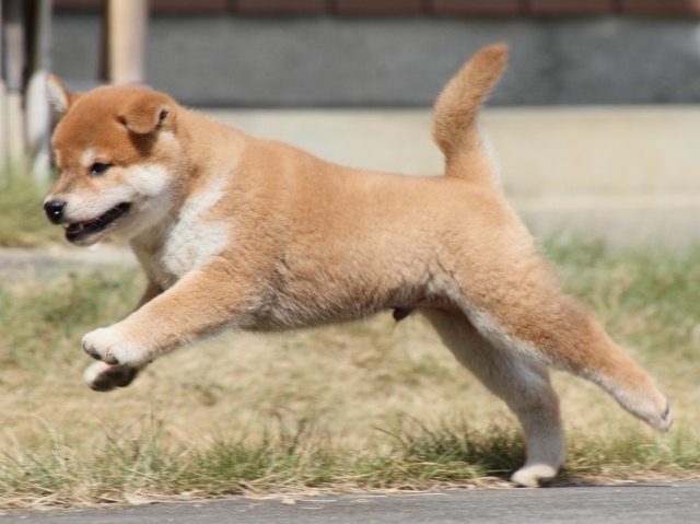 IMG_4179-shiba-puppy IMG_4179-shiba-puppy