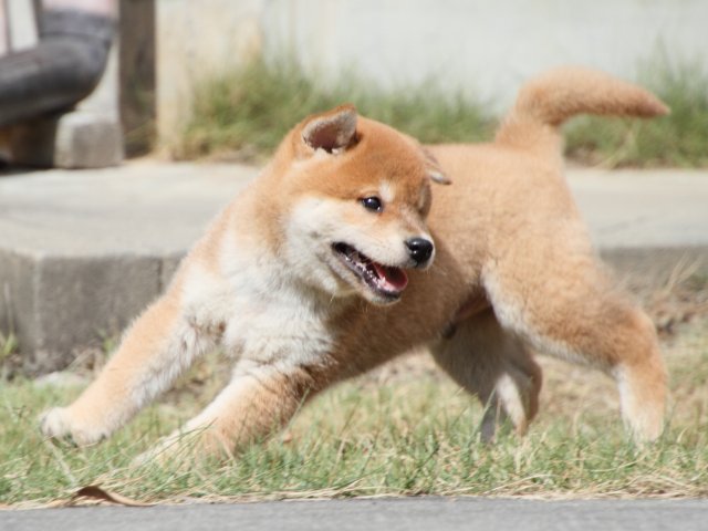 IMG_4183-shiba-puppy IMG_4183-shiba-puppy
