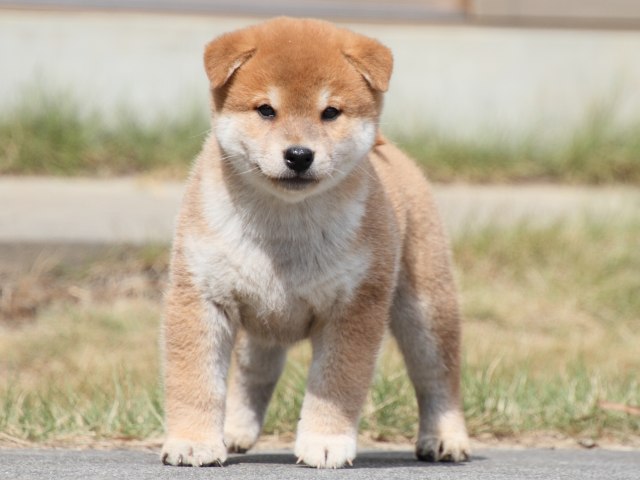 IMG_4198-shiba-puppy IMG_4198-shiba-puppy