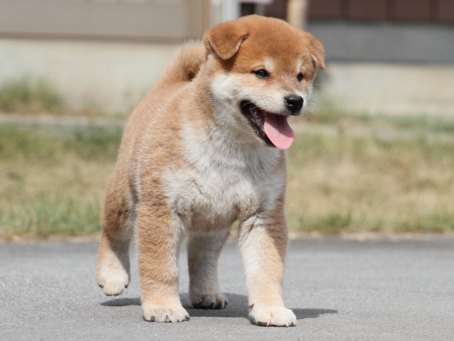 IMG_4204-shiba-puppy IMG_4204-shiba-puppy