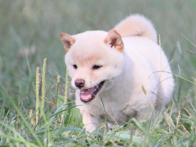 IMG_4283-shiba-puppy