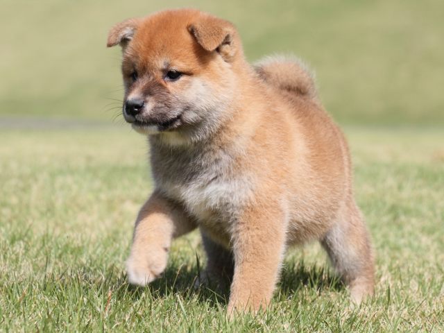 IMG_4315-shiba-puppy IMG_4315-shiba-puppy