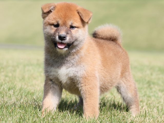 IMG_4317-shiba-puppy IMG_4317-shiba-puppy
