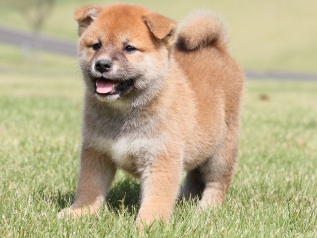 IMG_4334-shiba-puppy IMG_4334-shiba-puppy