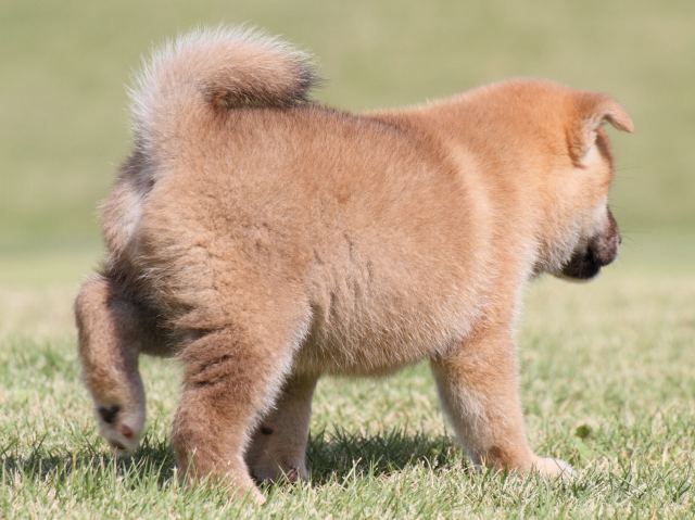 IMG_4349-shiba-puppy IMG_4349-shiba-puppy