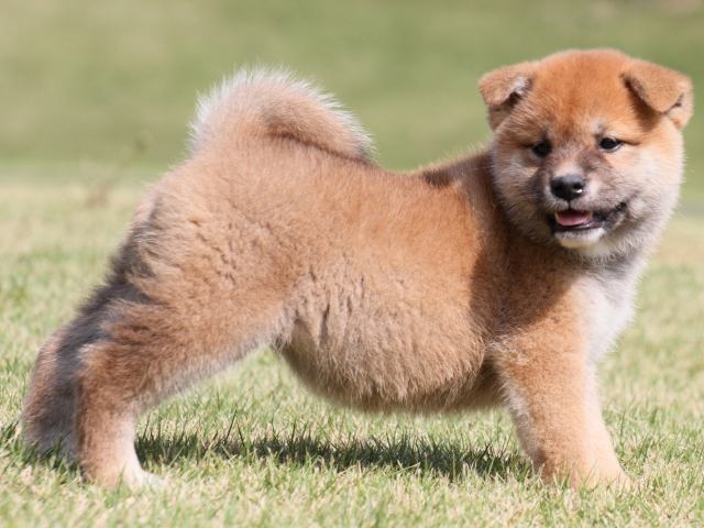 IMG_4356-shiba-puppy IMG_4356-shiba-puppy