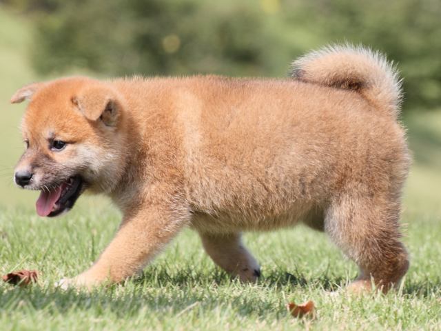 IMG_4374-shiba-puppy IMG_4374-shiba-puppy