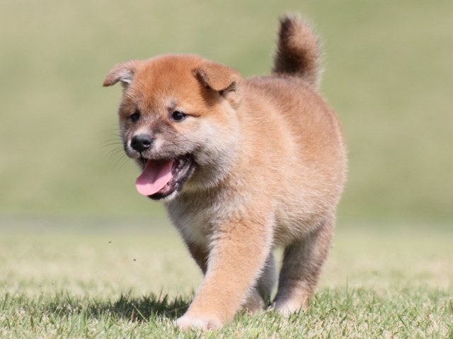 IMG_4412-shiba-puppy IMG_4412-shiba-puppy
