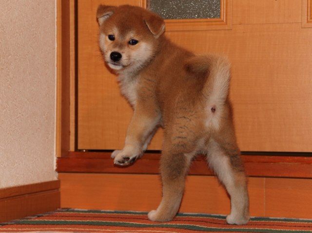 IMG_4415-shiba-puppy IMG_4415-shiba-puppy