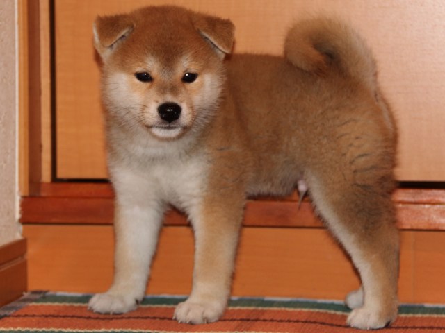 IMG_4422-shiba-puppy IMG_4422-shiba-puppy