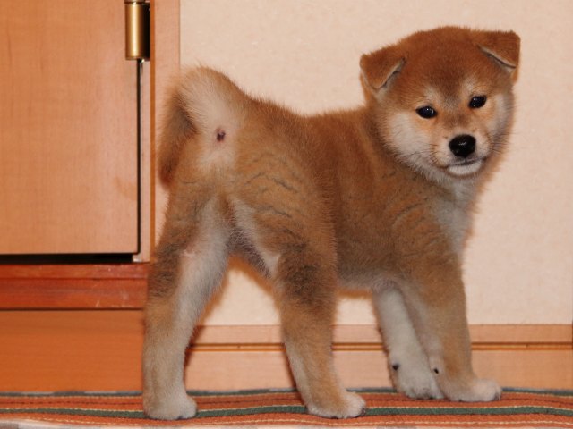 IMG_4430-shiba-puppy IMG_4430-shiba-puppy