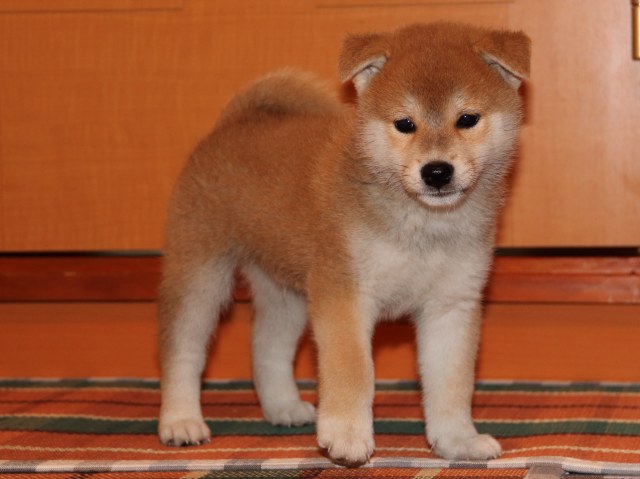 IMG_4436-shiba-puppy IMG_4436-shiba-puppy