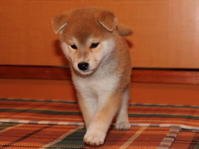 IMG_4438-shiba-puppy IMG_4438-shiba-puppy