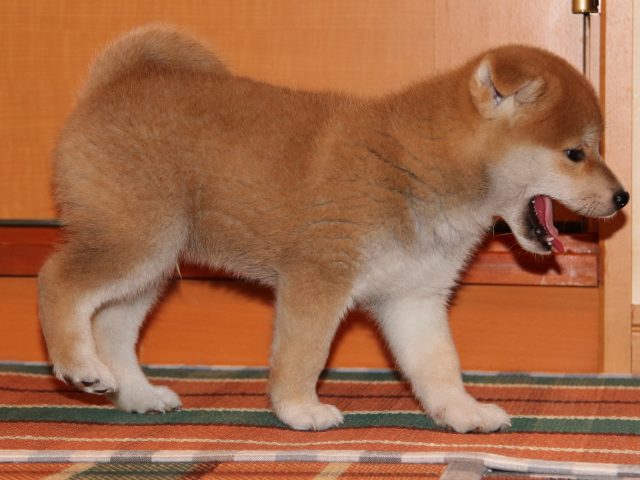 IMG_4440-shiba-puppy IMG_4440-shiba-puppy