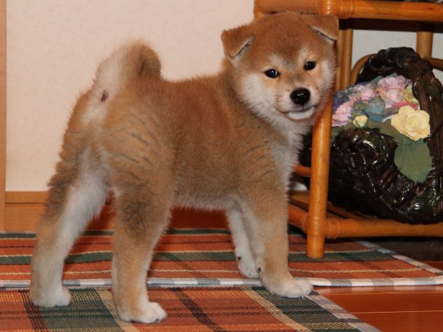 IMG_4465-shiba-puppy IMG_4465-shiba-puppy