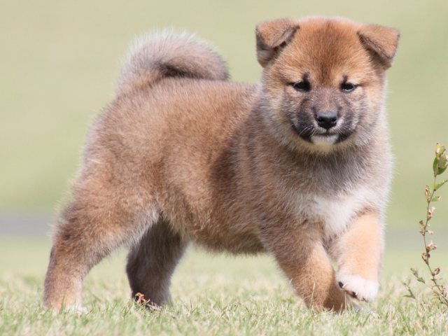 IMG_4467-shiba-puppy IMG_4467-shiba-puppy
