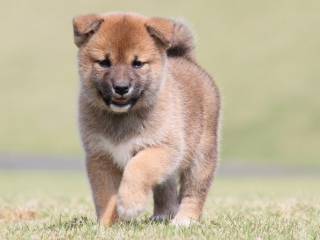 IMG_4471-shiba-puppy IMG_4471-shiba-puppy