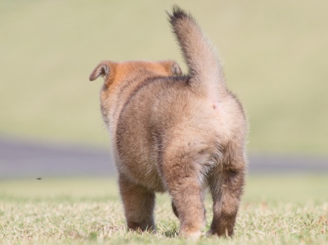 IMG_4477-shiba-puppy IMG_4477-shiba-puppy
