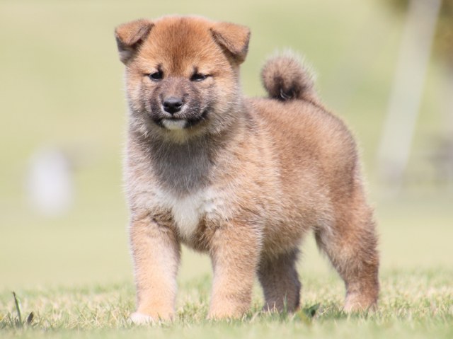 IMG_4496-shiba-puppy IMG_4496-shiba-puppy