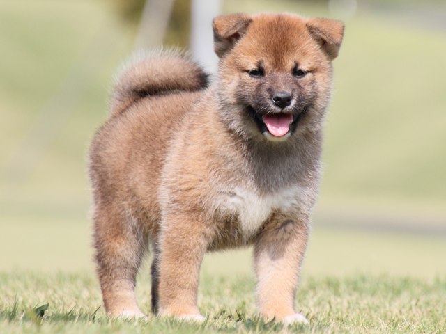 IMG_4498-shiba-puppy IMG_4498-shiba-puppy