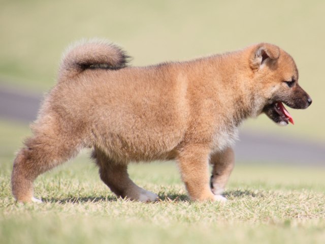 IMG_4506-shiba-puppy IMG_4506-shiba-puppy