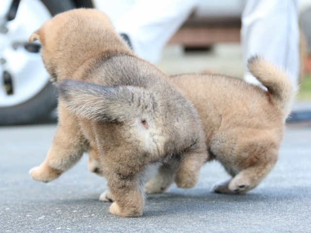 IMG_4513-shiba-puppy IMG_4513-shiba-puppy
