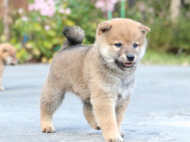 IMG_4515-shiba-puppy IMG_4515-shiba-puppy