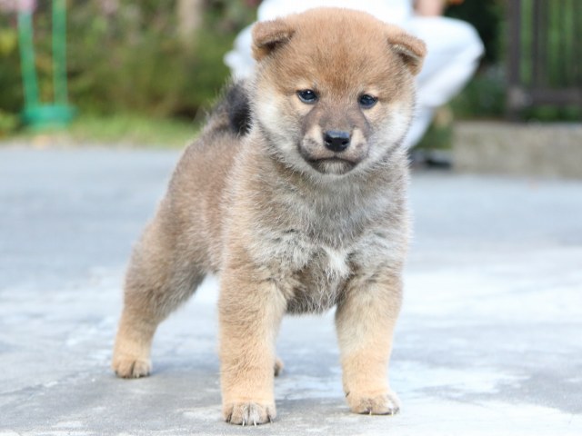 IMG_4521-shiba-puppy IMG_4521-shiba-puppy