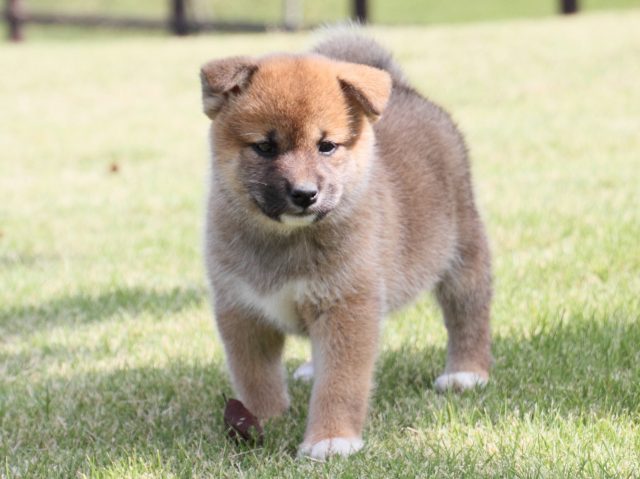 IMG_4521-shiba-puppy IMG_4521-shiba-puppy