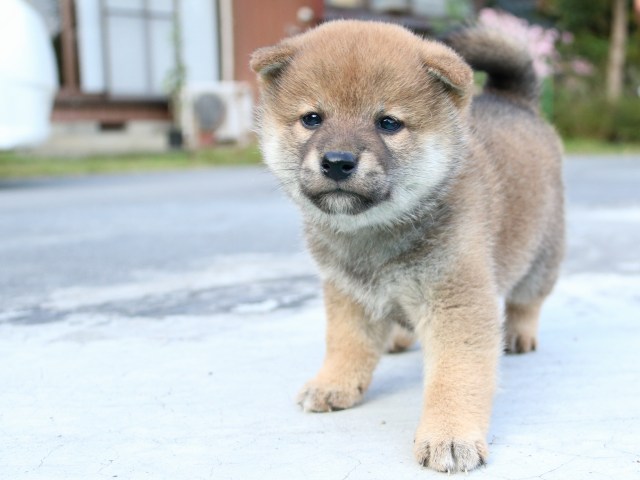 IMG_4526-shiba-puppy IMG_4526-shiba-puppy