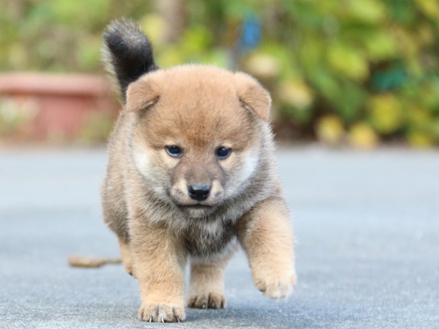 IMG_4531-shiba-puppy IMG_4531-shiba-puppy