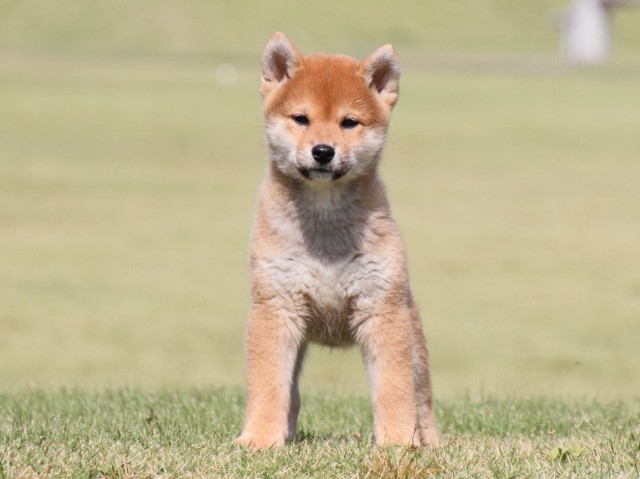 IMG_4531-shiba-puppy IMG_4531-shiba-puppy