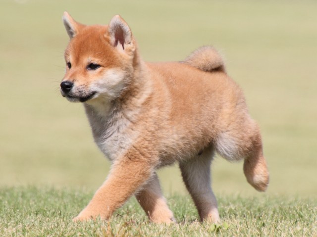 IMG_4543-shiba-puppy IMG_4543-shiba-puppy