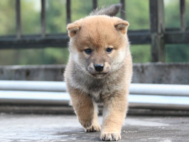 IMG_4552-shiba-puppy IMG_4552-shiba-puppy