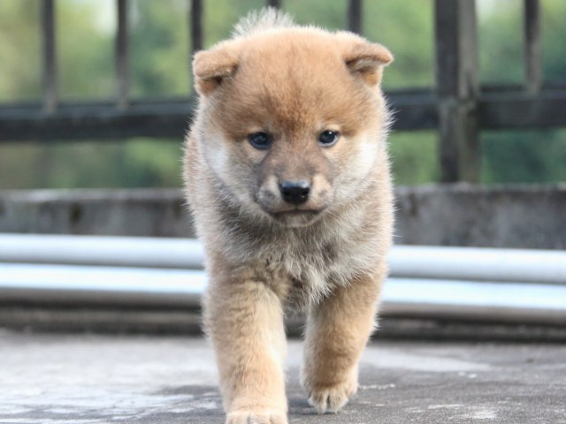 IMG_4553-shiba-puppy IMG_4553-shiba-puppy
