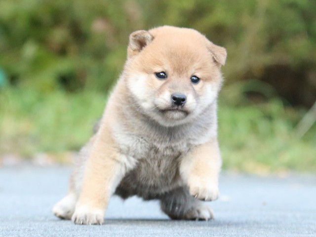 IMG_4574-shiba-puppy IMG_4574-shiba-puppy