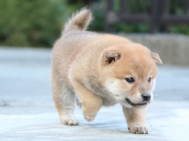 IMG_4582-shiba-puppy IMG_4582-shiba-puppy
