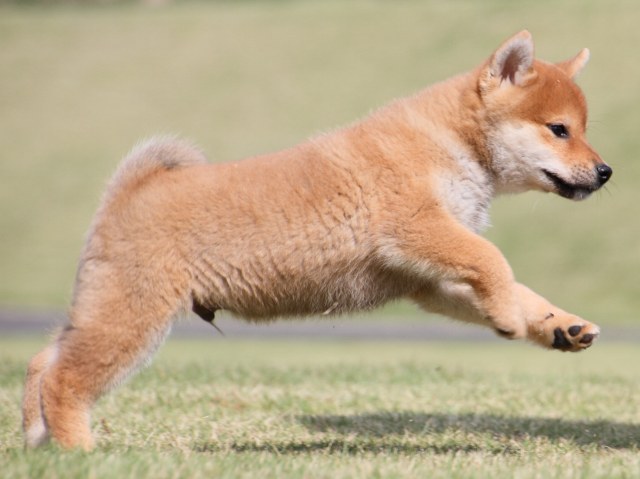 IMG_4586-shiba-puppy IMG_4586-shiba-puppy