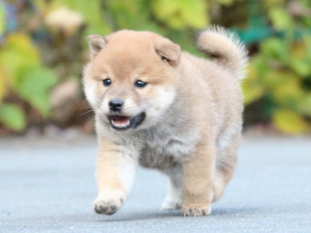 IMG_4587-shiba-puppy IMG_4587-shiba-puppy