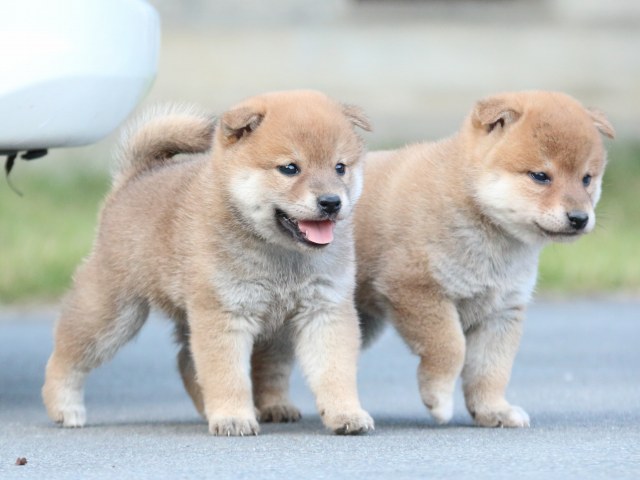 IMG_4596-shiba-puppy IMG_4596-shiba-puppy