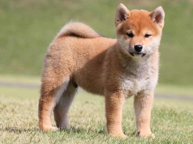 IMG_4596-shiba-puppy IMG_4596-shiba-puppy