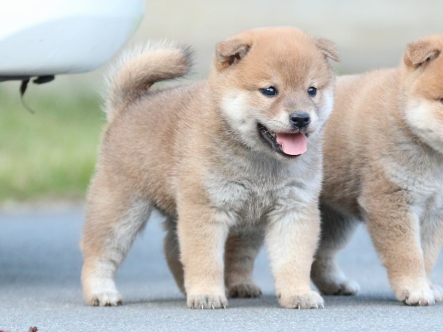 IMG_4597-shiba-puppy IMG_4597-shiba-puppy