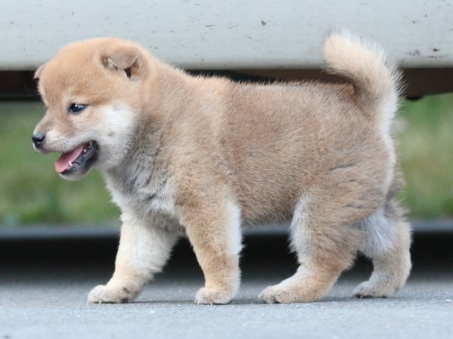 IMG_4611-shiba-puppy IMG_4611-shiba-puppy